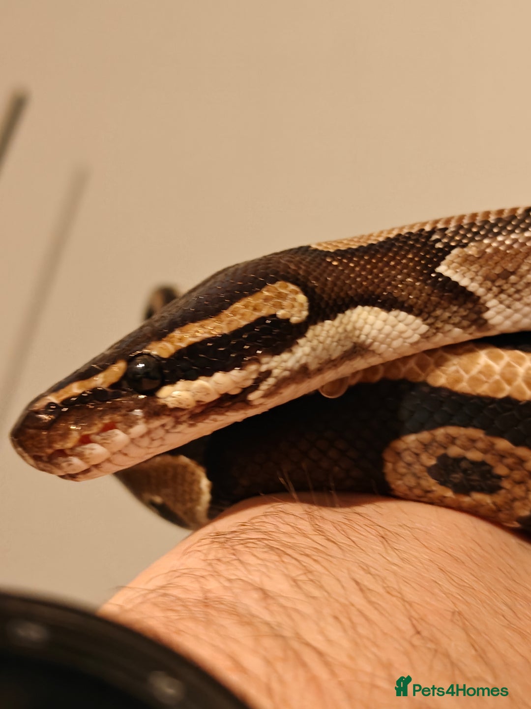 Python Snake reptiles for sale: Royal Pythan with setup - Image 2