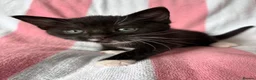 Mixed Breed cats for sale: Kittens, black and white - Advert 23