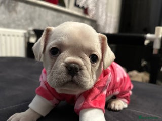 French Bulldog dogs French bulldog - Advert 14