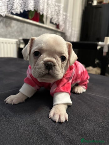 French Bulldog dogs French bulldog - Advert 4