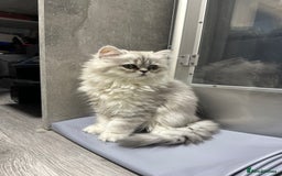 Persian cats for sale: Beautiful Persian x Exotic Kittens - Now Ready! - Image 5