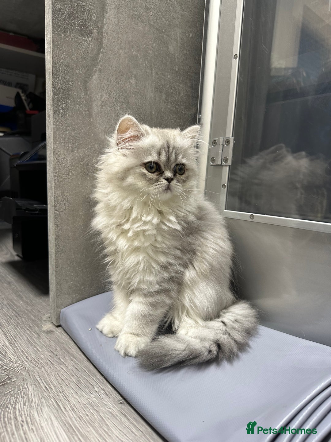 Persian cats for sale: Beautiful Persian x Exotic Kittens - Now Ready! - Image 5