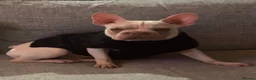French Bulldog dogs for sale: STUNNING FRENCH BULLDOG PUPPIES  - Advert 5