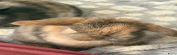 Mini Lop rabbits for sale: Mini lops-raised indoors-vaccinated  - Advert 20