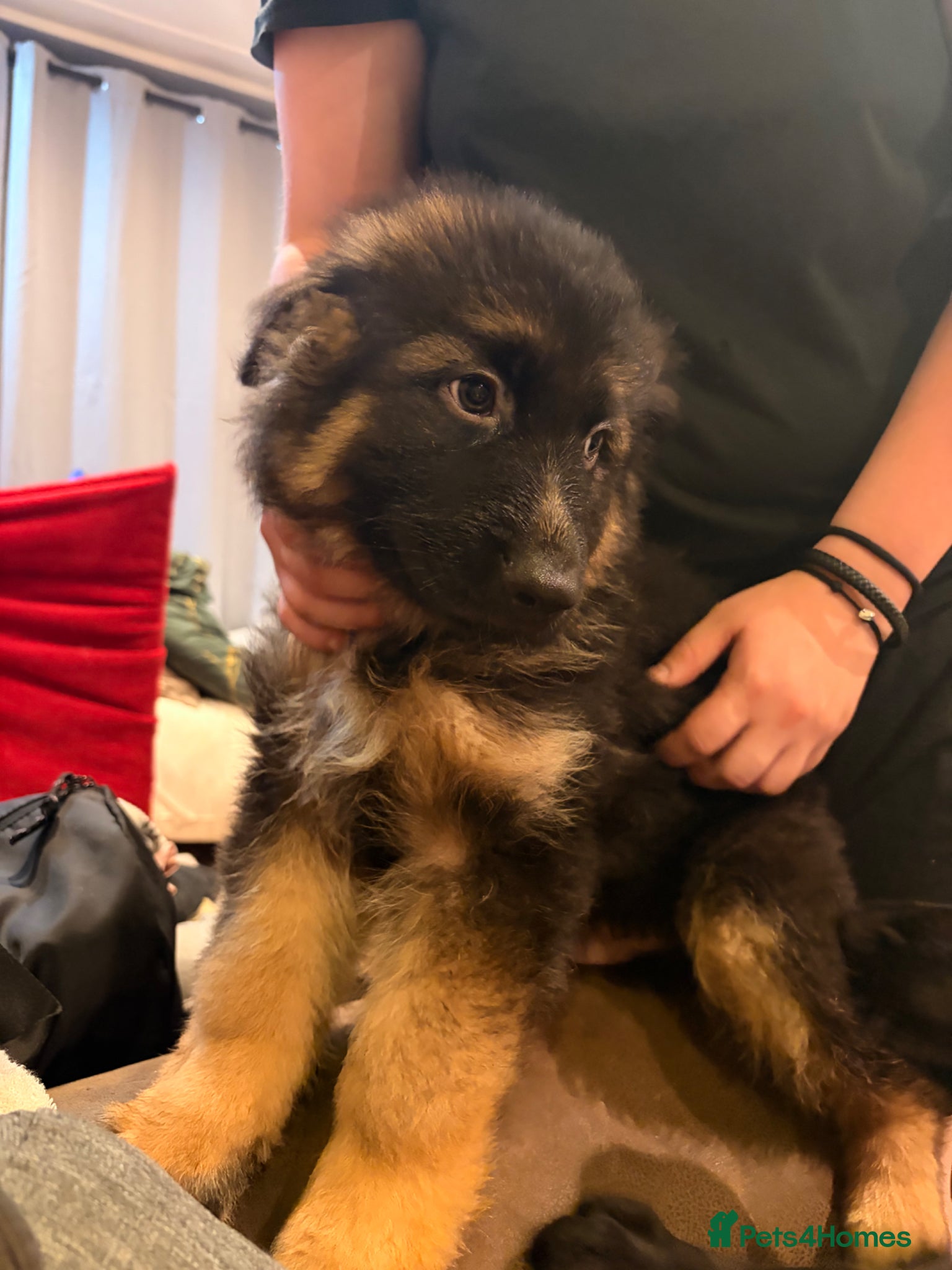 German Shepherd dogs 9 beautiful german shepards looking for a home - Advert 2