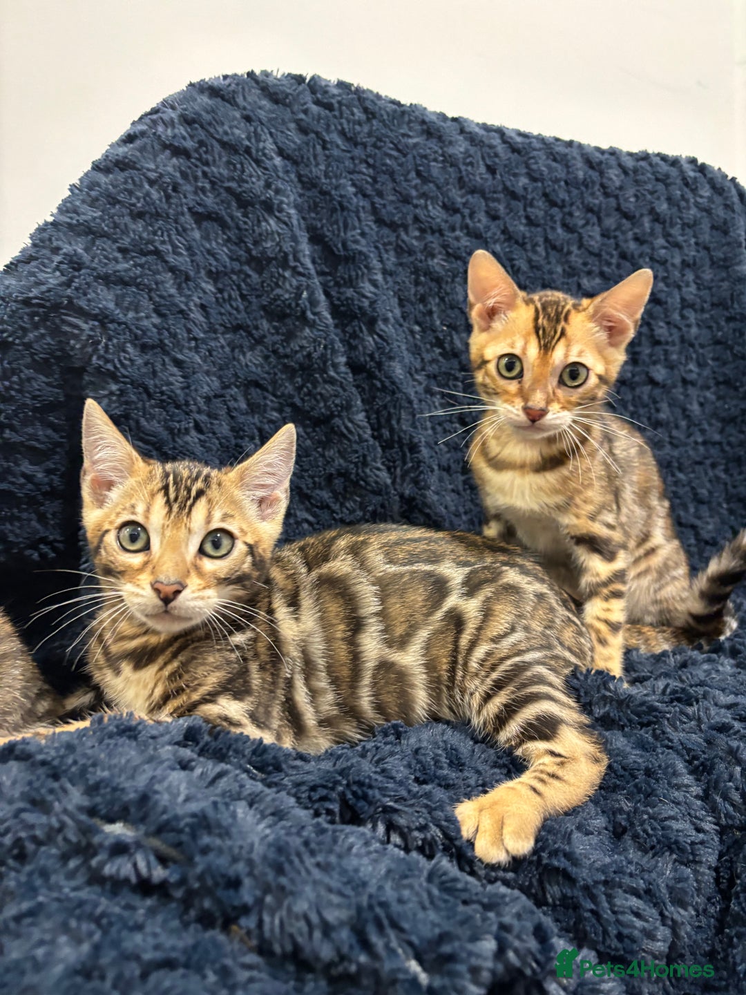 Bengal cats for sale: READY NOW beautiful Bengal Girl kittens TICA reg - Advert 12