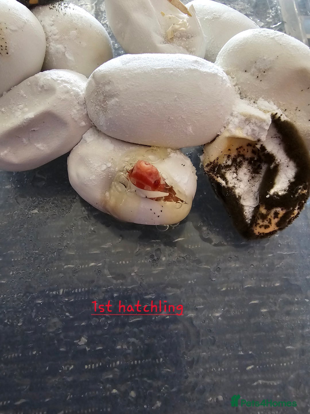 Corn Snake reptiles for sale: Beautiful corn snakes  - Image 2