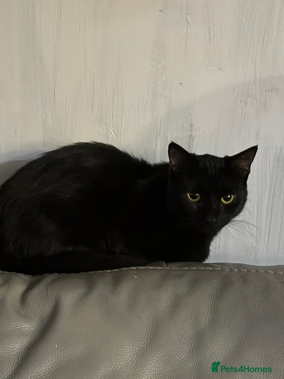 Mixed Breed cats for sale: 4x mixed cats to rehome  - Advert 2