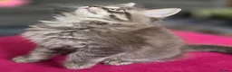 Maine Coon cats for sale: Gorgeous, sociable maine coon kittens  - Advert 3