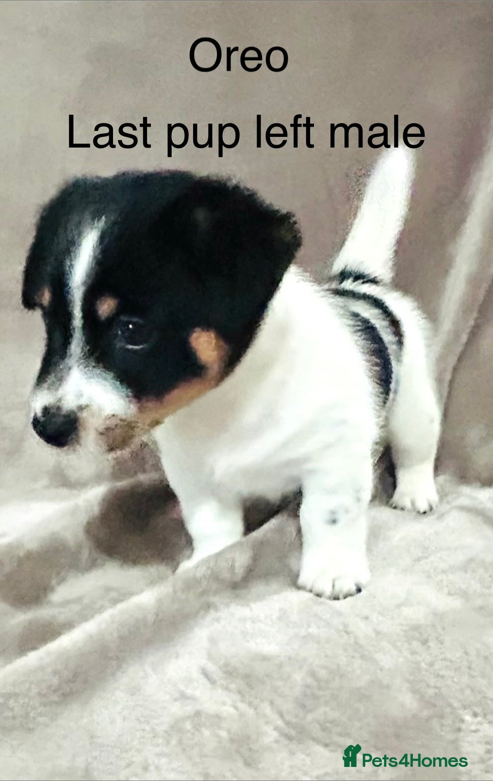 Jack Russell dogs Beautiful Jack Russell Terrier puppies available  - Advert 18