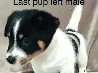 Jack Russell dogs Beautiful Jack Russell Terrier puppies available - Advert 18