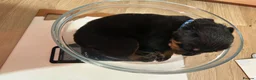 Rottweiler dogs for sale: KC registered Rottweiler puppies  in Warrington - Advert 4