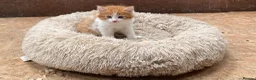 Mixed Breed cats for sale: Beautiful Kittens - Advert 2
