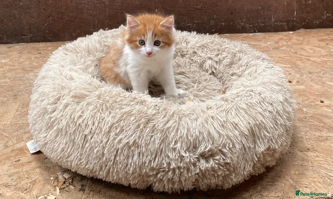 Mixed Breed cats for sale: Beautiful Kittens - Advert 2