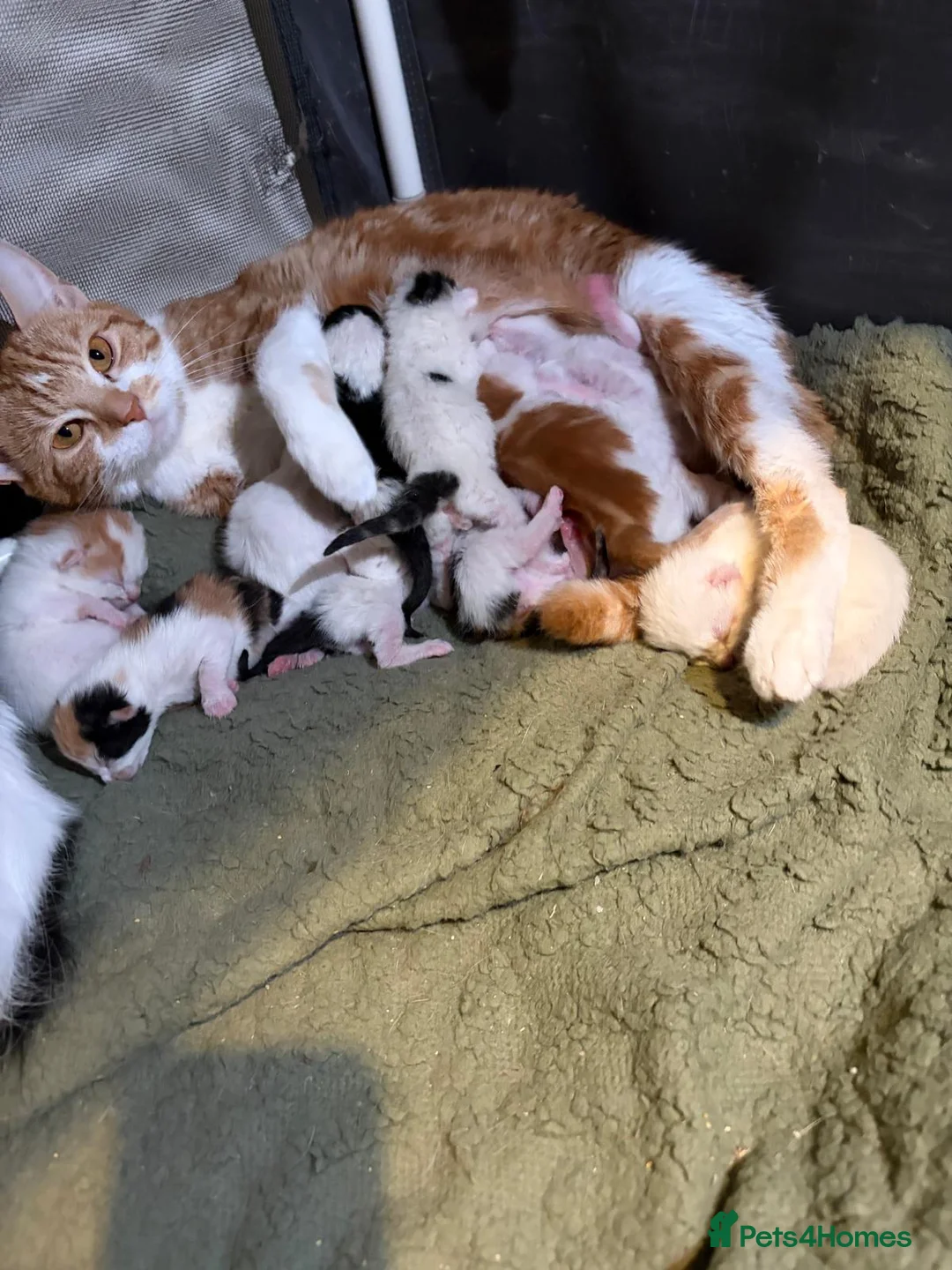 Mixed Breed cats for sale: Cute kittens for sale - Advert 2