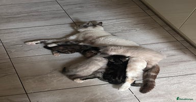 Domestic Shorthair cats - Advert 14