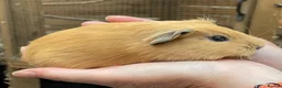 Guinea Pig rodents for sale: Lovely baby guinea pig boys - Advert 14