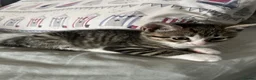 Mixed Breed cats for sale: Tabby kitty  - Advert 4