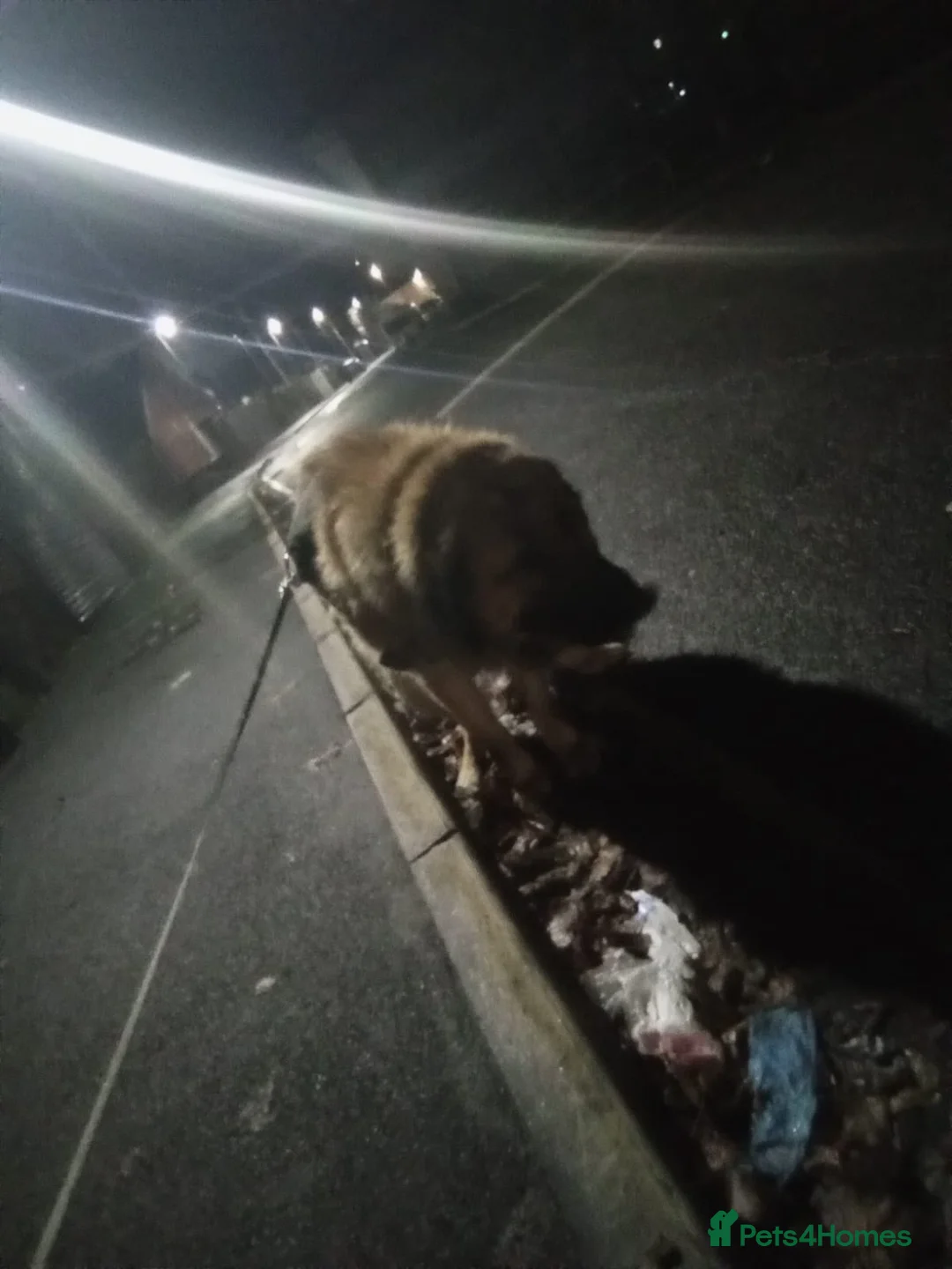 Mixed Breed dogs for sale: Caucasian shepherd cross puppies in Widnes - Advert 11