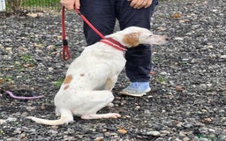 Mixed Breed dogs for adoption: JONNY - Image 8