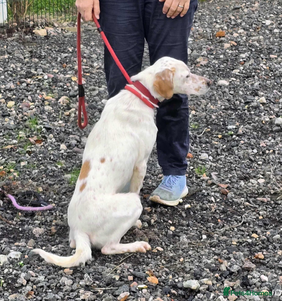 Mixed Breed dogs for adoption: JONNY - Image 8