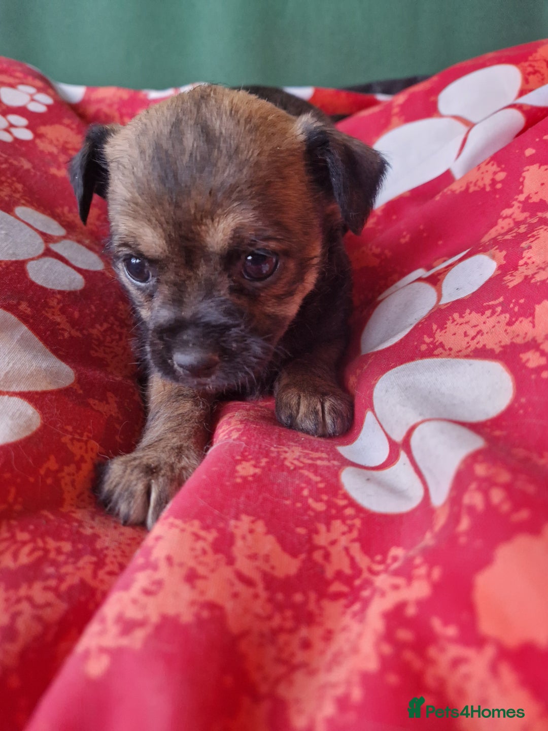 Mixed Breed dogs for sale: Puppies - Image 14