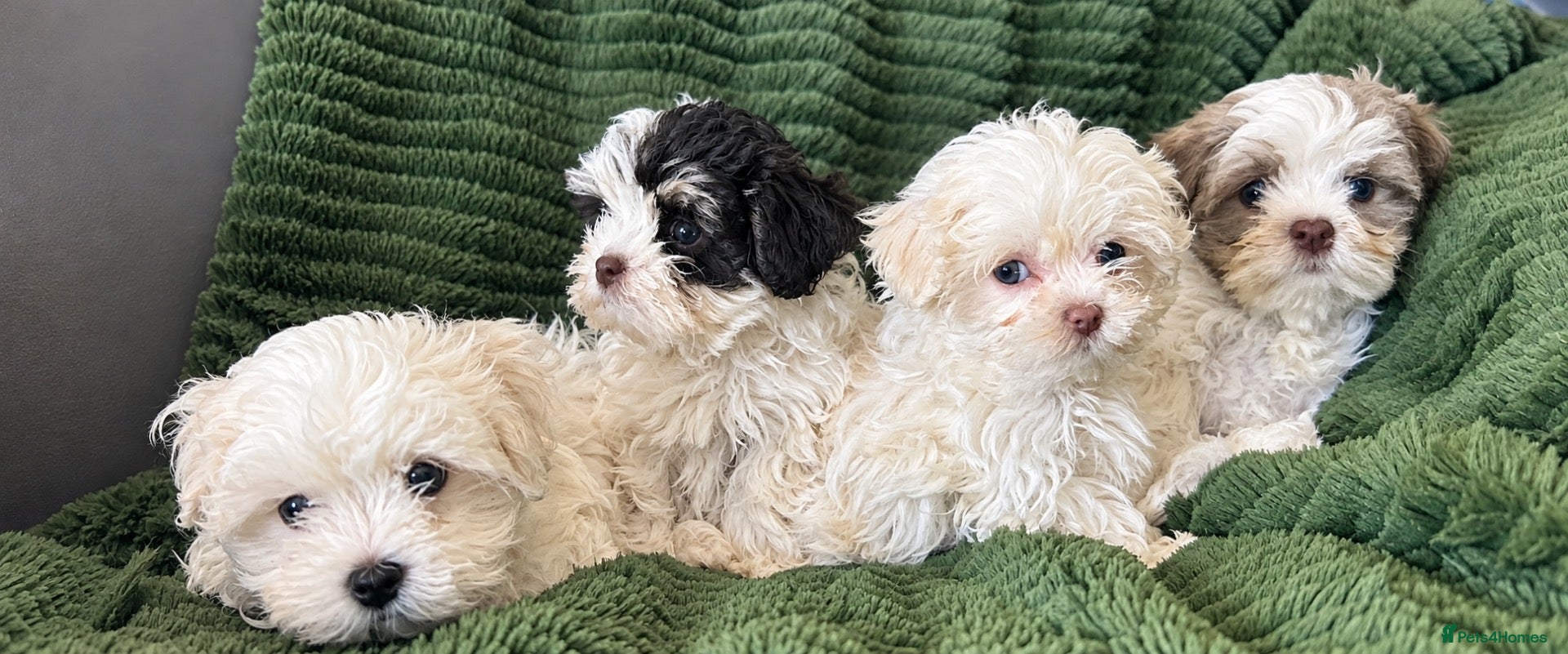 Malshi dogs Maltese x shih tzu puppies - Advert 1