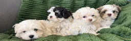 Malshi dogs for sale: Maltese x shih tzu puppies - Advert 1