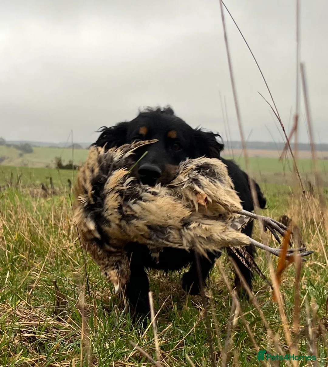 Cocker Spaniel dogs for stud: KC REGISTERED WORKING COCKER AVAILABLE AT STUD in New Milton - Advert 16