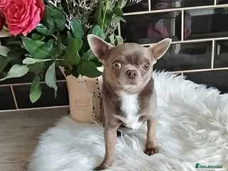 Chihuahua dogs KC reg-Health tested-PROVEN - Advert 2
