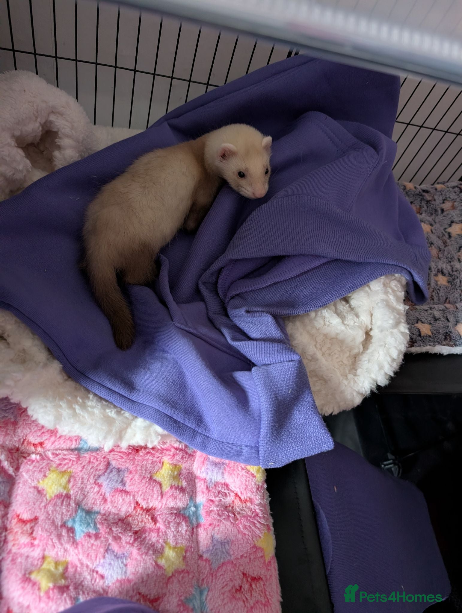 Ferret rodents 8 week old ferret hob - Advert 1