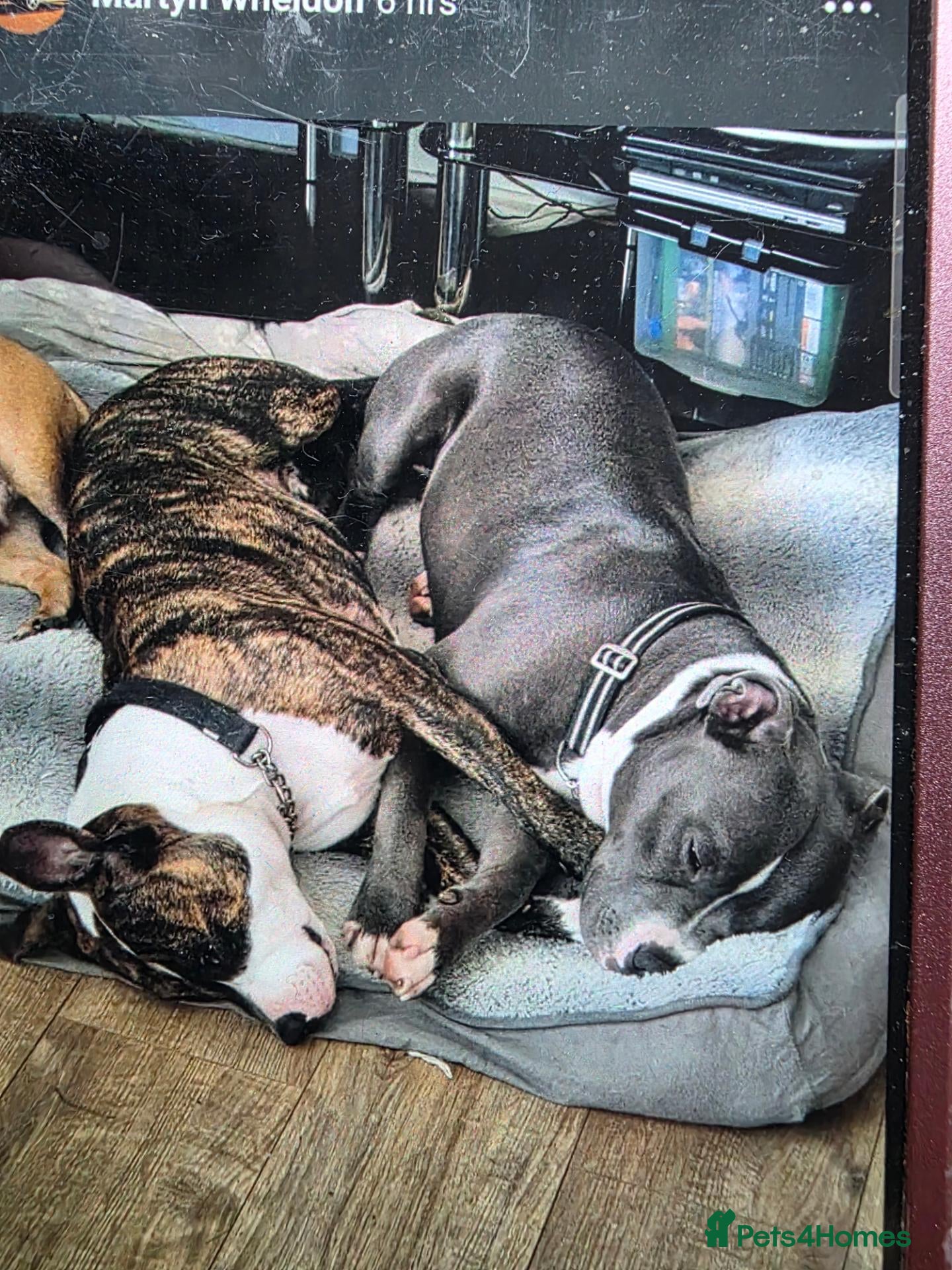 Staffordshire Bull Terrier dogs Staffordshire pups for sale - Advert 17