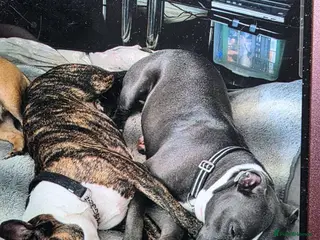 Staffordshire Bull Terrier dogs Staffordshire pups for sale - Advert 4