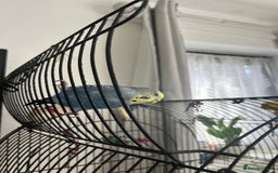 Cockatiels birds for sale: Various birds-Prices are different for each. - Image 2