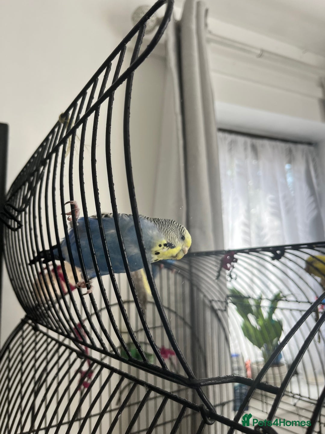 Cockatiels birds for sale: Various birds-Prices are different for each. - Image 2