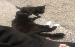 Domestic Shorthair cats for sale: 1 beautiful female  black kitten  - Image 4