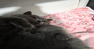 British Shorthair cats Beautiful BSH and BLH - Advert 11