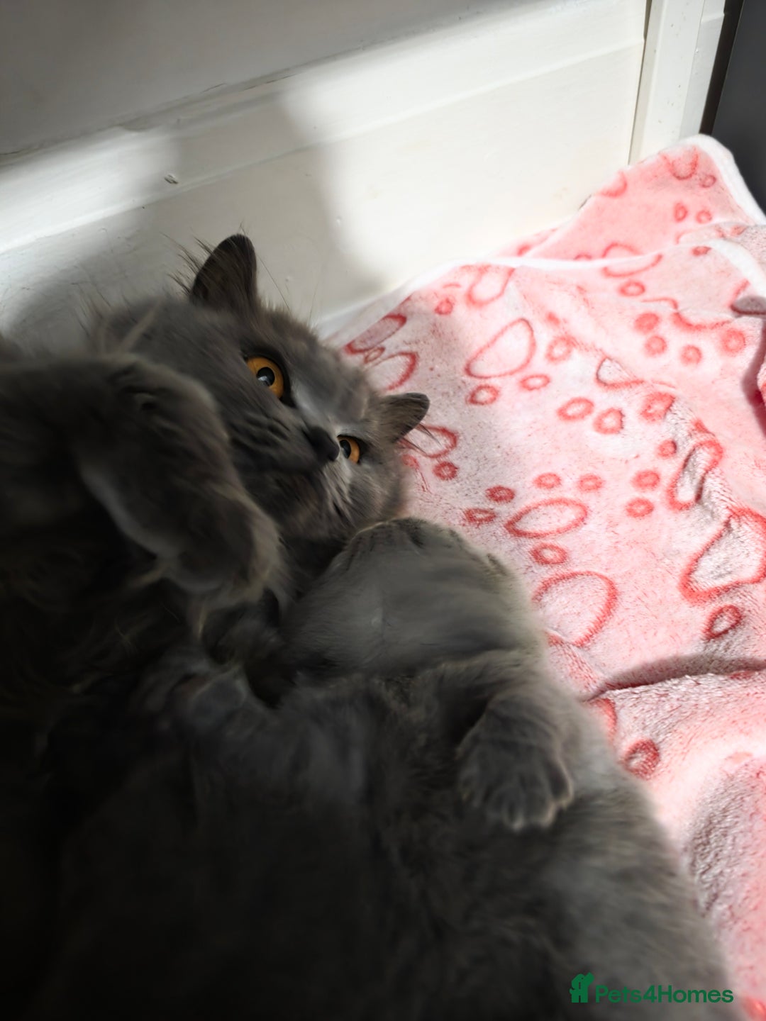 British Shorthair cats for sale: Beautiful GCCF register BSH and BLH - Advert 2