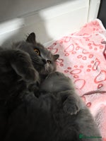 British Shorthair cats Beautiful BSH and BLH - Advert 2