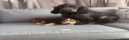 Cockapoo dogs for sale: Stunning cockapoo puppies - Advert 2