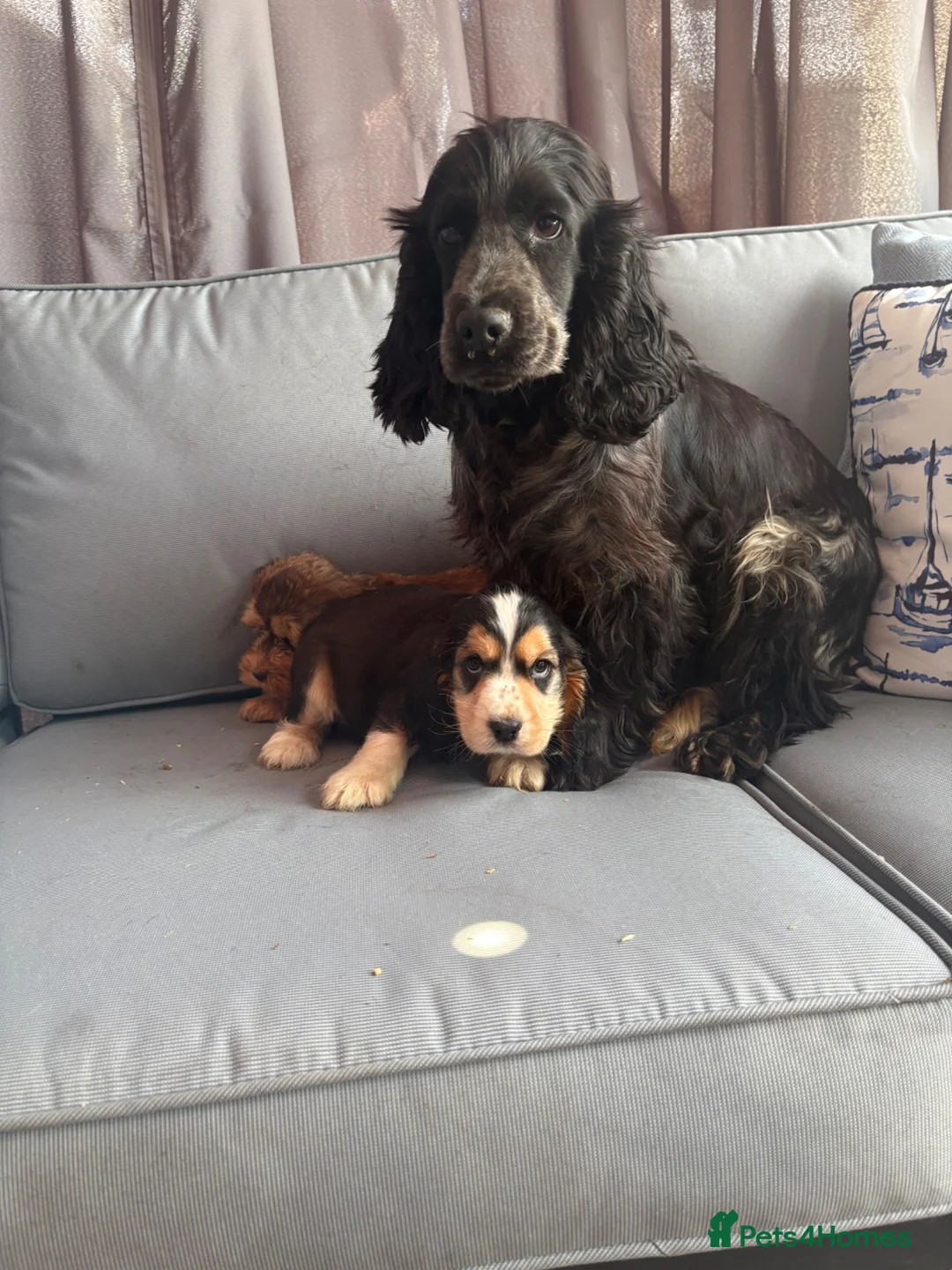 Cockapoo dogs for sale: Stunning cockapoo puppies - Advert 2