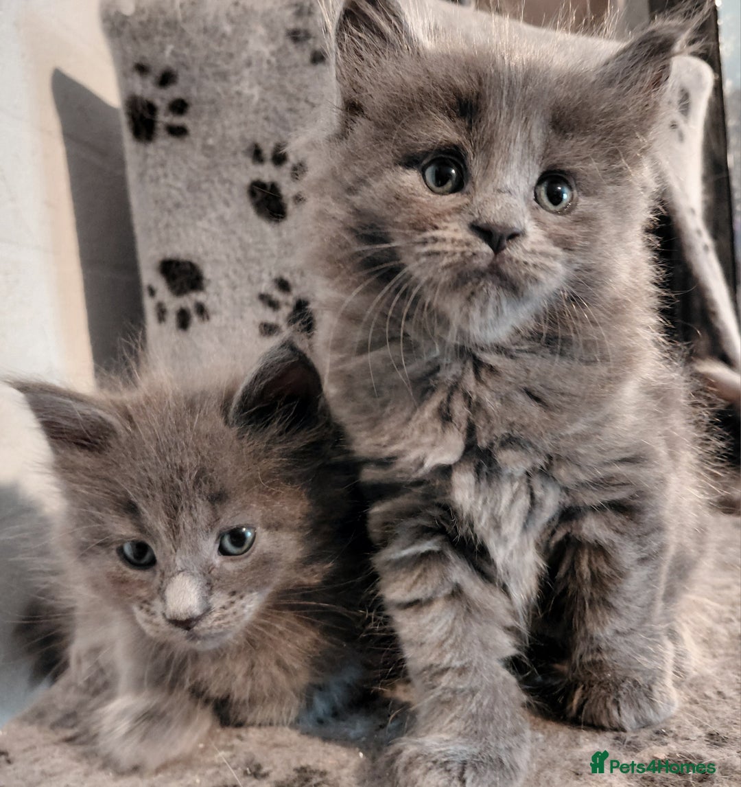 Maine Coon cats for sale: Maine Coon kittens  - Advert 1