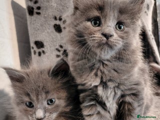 Maine Coon cats Maine Coon kittens - Advert 3