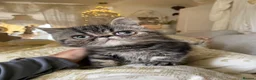 Persian cats for sale: Male Persian Kitten in Cheltenham - Advert 3