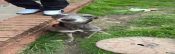 Lurcher dogs for sale: Lurcher pups - Advert 1