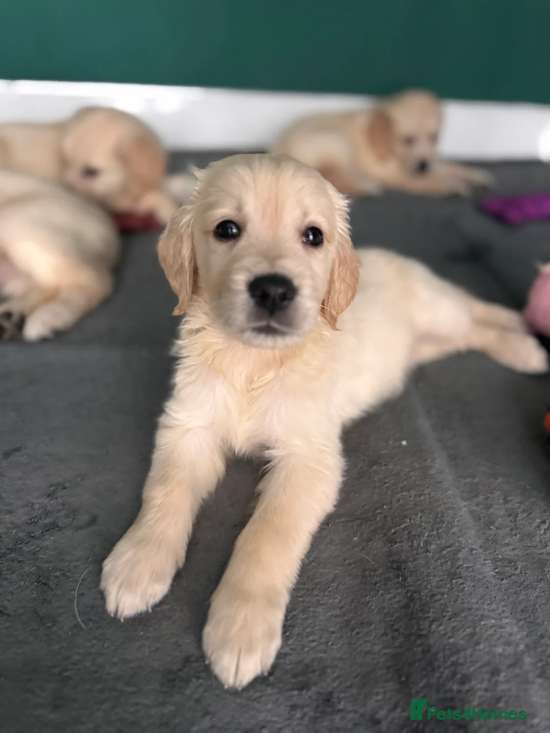 Golden Retriever dogs for sale: KC Champion Line Golden Retriever puppies💗💙 - Advert 3
