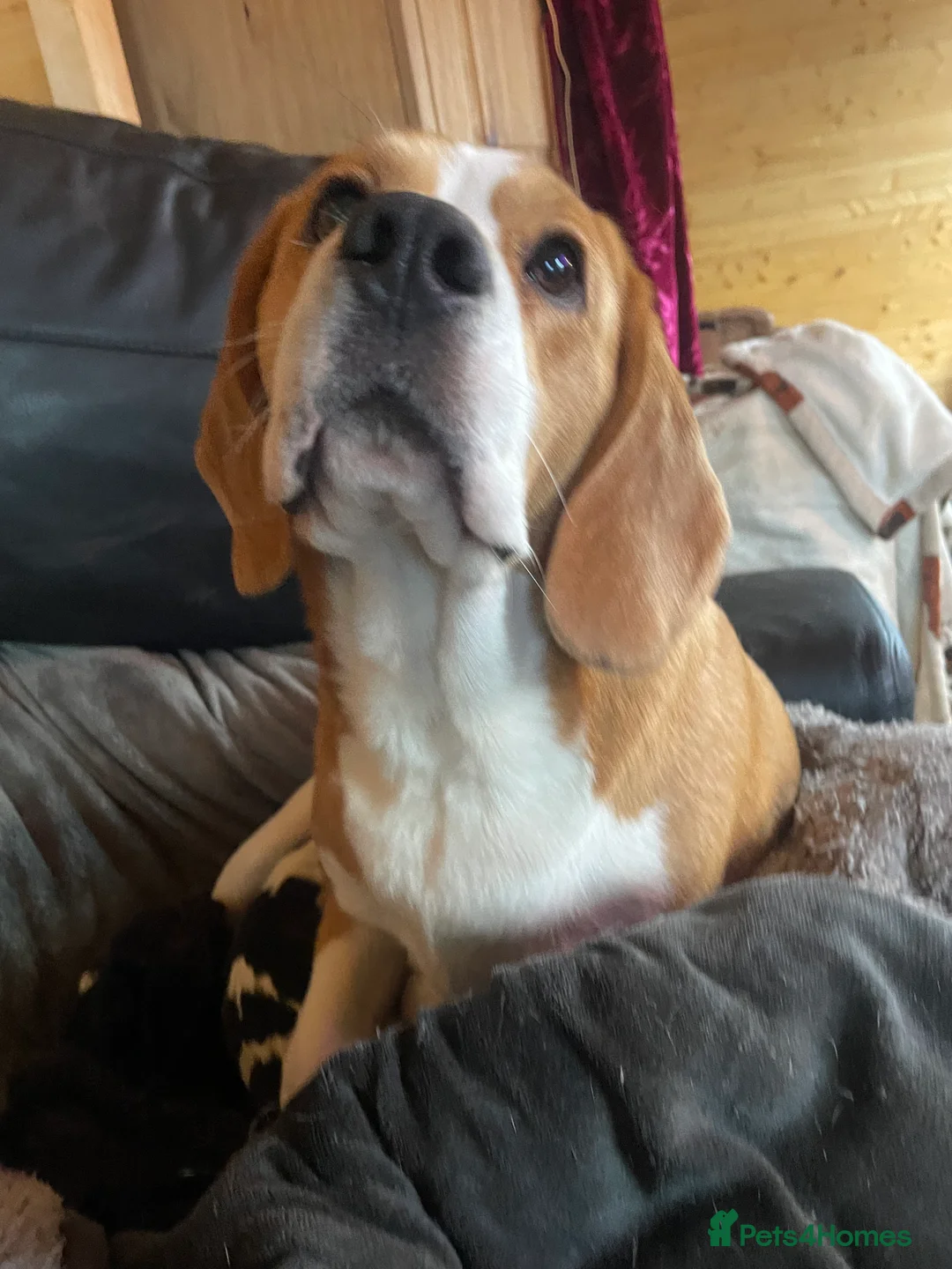 Beagle dogs for sale: TOP KC REG PUOS READY APRIL 5⭐️ lic  - Advert 7