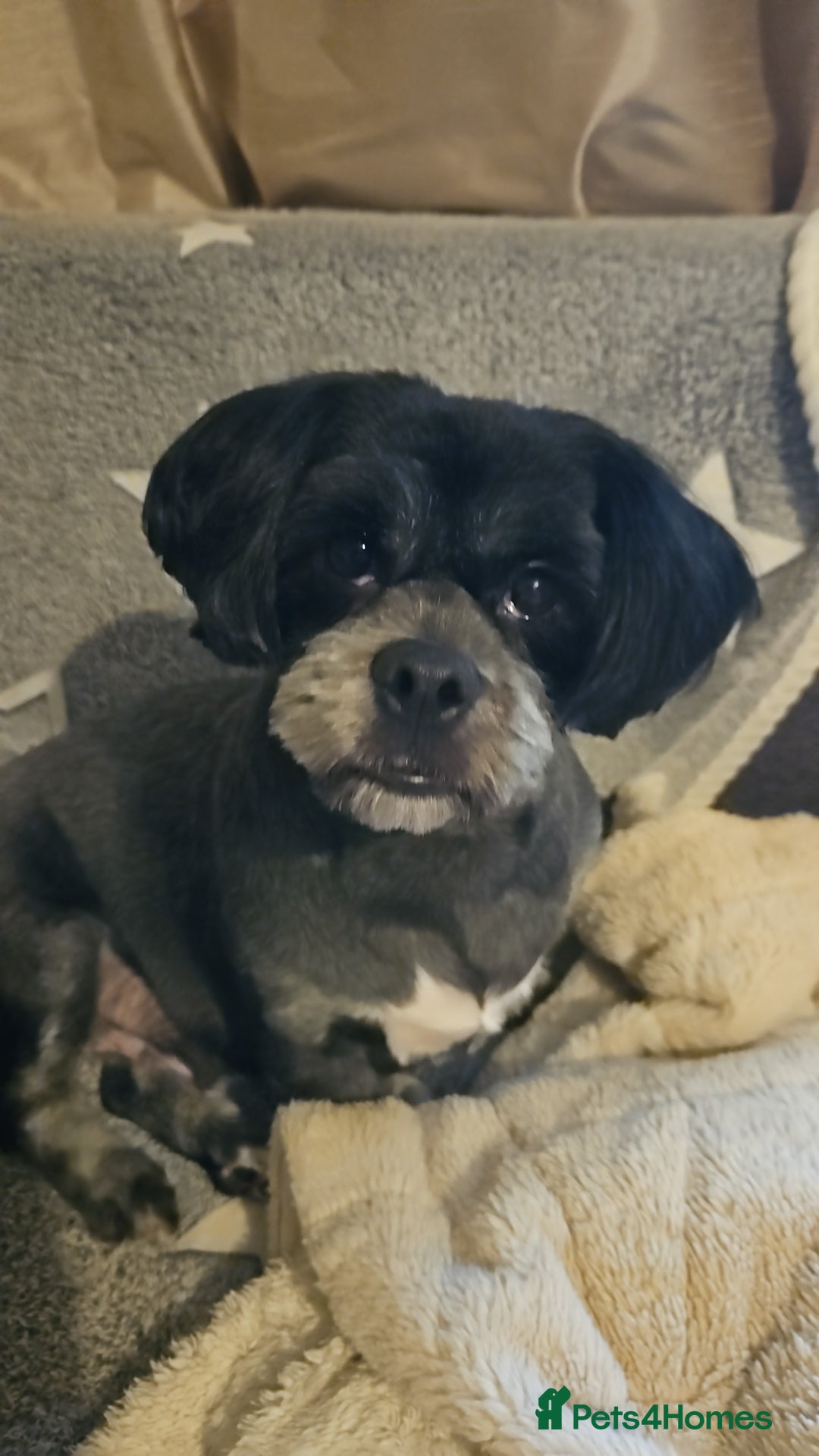 Lhasa Apso dogs for sale: Gorgeous 1 boy left - Advert 9