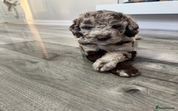 Australian Labradoodle dogs for sale: *waiting list* Australian labradoodles - Image 34