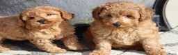 Cavapoochon dogs for sale: Cavapoochon puppies for sale Fox Red  - Advert 25